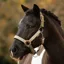 LeMieux Medley Halter - Gooseberry/Pear/Petal Pre-Order