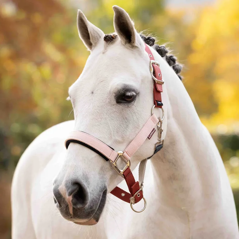 LeMieux Medley Halter - Spiced Earth/Petal/Aloe Pre-Order-1