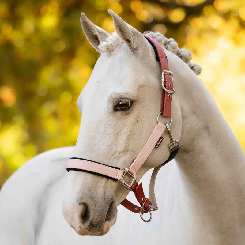 LeMieux Medley Halter - Spiced Earth/Petal/Aloe Pre-Order