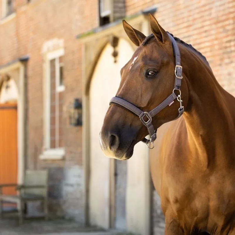 LeMieux Heritage Halter - Cocoa Pre-Order-1
