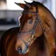 LeMieux Kudos Work Figure 8 Bridle - Brown/Brass