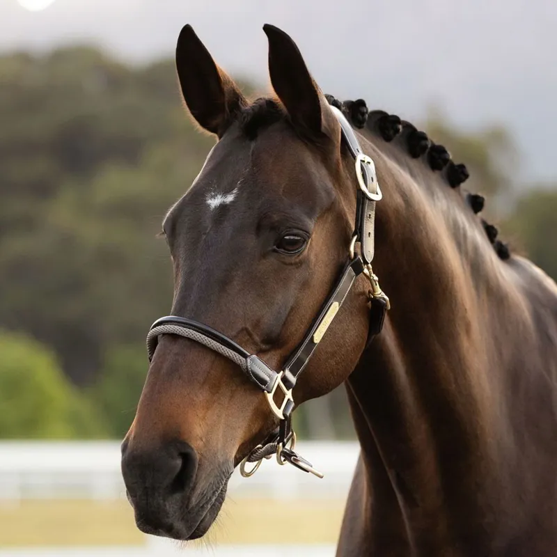 LeMieux Rope Control Halter - Pecan-2