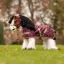 LeMieux Mini Toy Pony Rip Stop Printed Rug - Blackberry