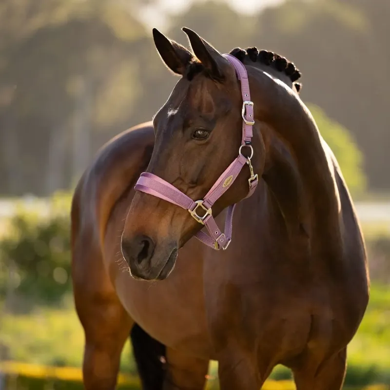 LeMieux Versailles Halter - Mallow-1