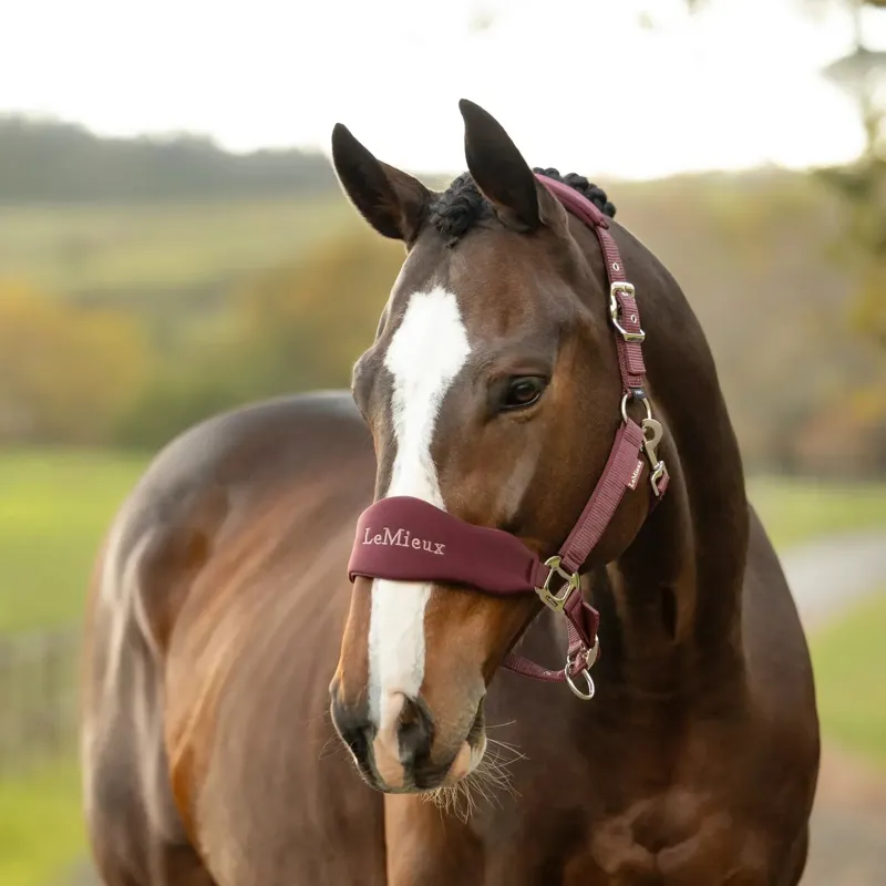 LeMieux Vogue Breakaway Halter - Bramble-1