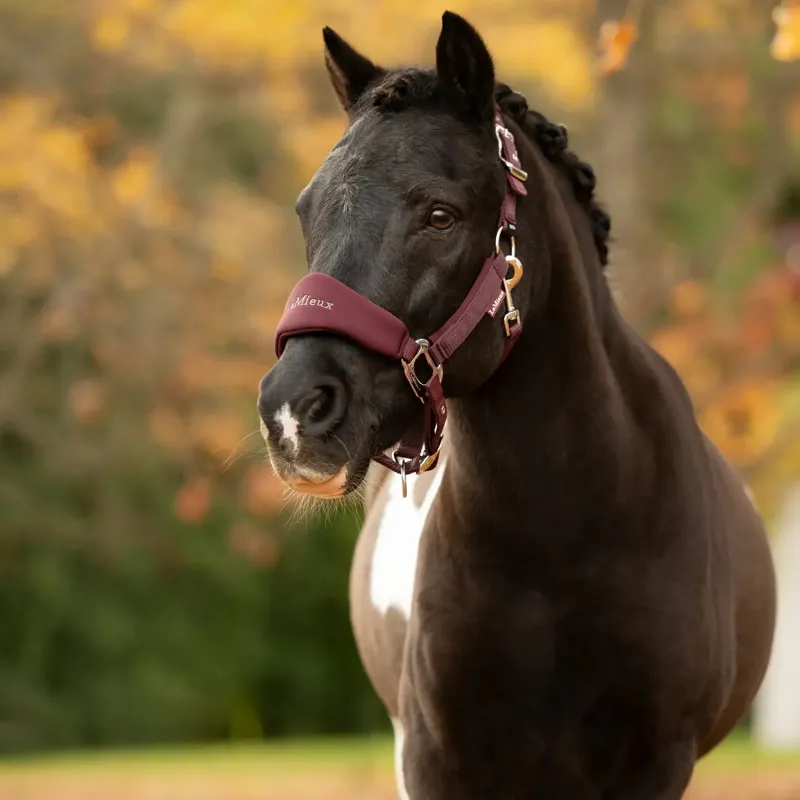 LeMieux Vogue Breakaway Halter - Bramble-2