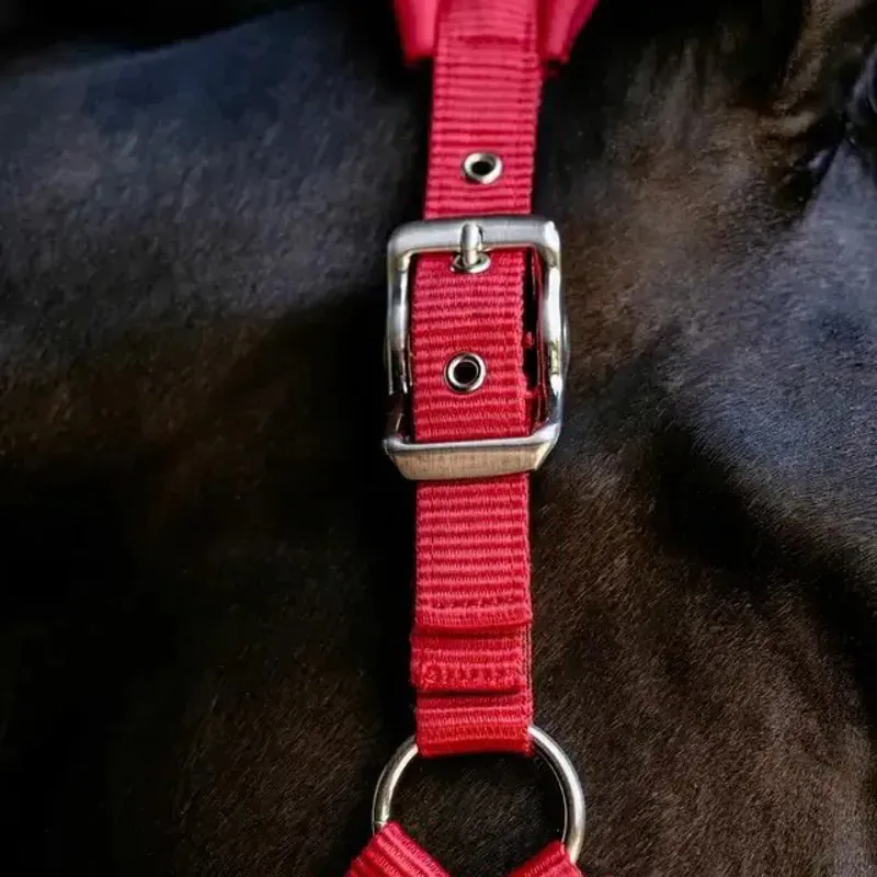 LeMieux Vogue Breakaway Halter - Chilli-2
