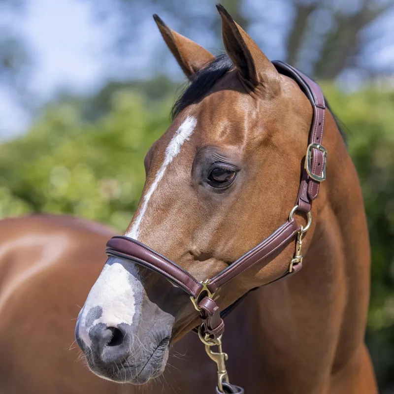 LeMieux Anatomic Leather Halter - Brown-3