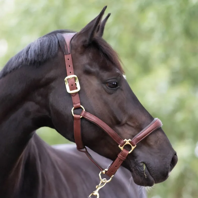 LeMieux Anatomic Leather Halter - Brown-2