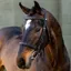 LeMieux Classique Cavesson Bridle - Brown/Silver