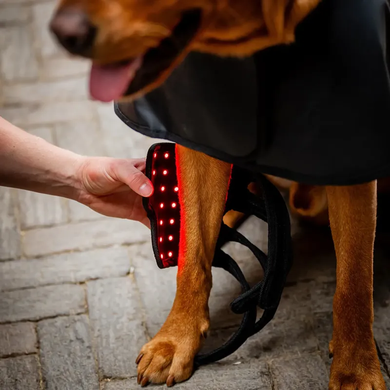 Horseware LED Red Light Therapy Pet Leg Wrap-3