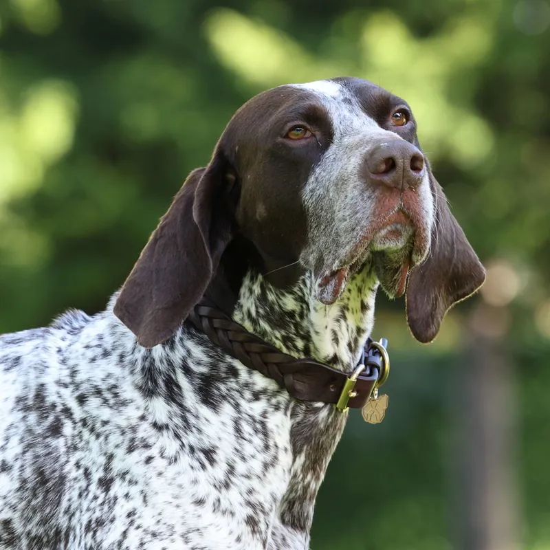 Digby and Fox Braided Dog Collar - Brown-1