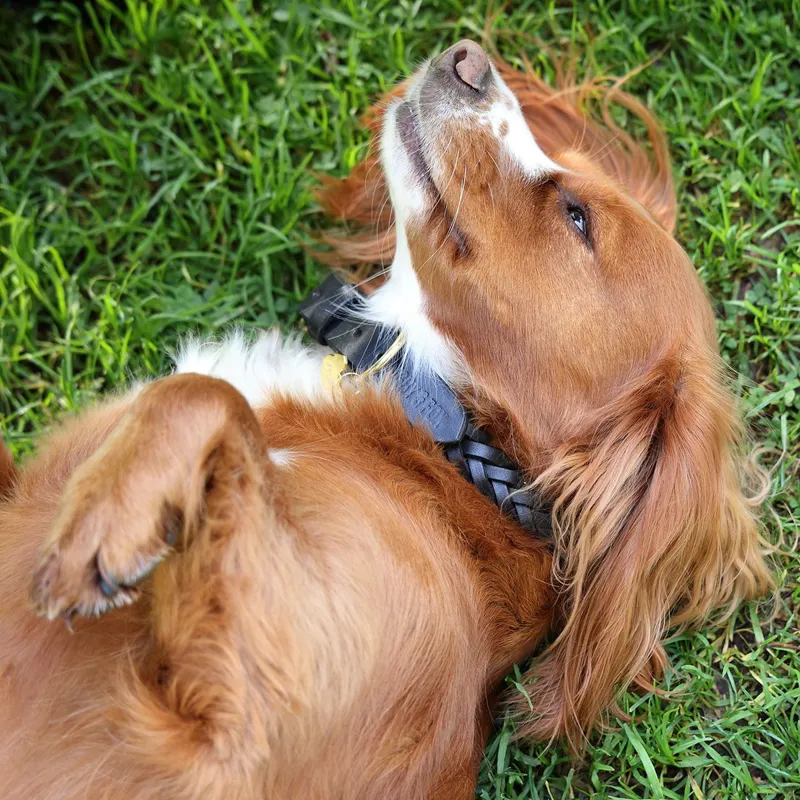 Digby and Fox Braided Dog Collar - Brown-2