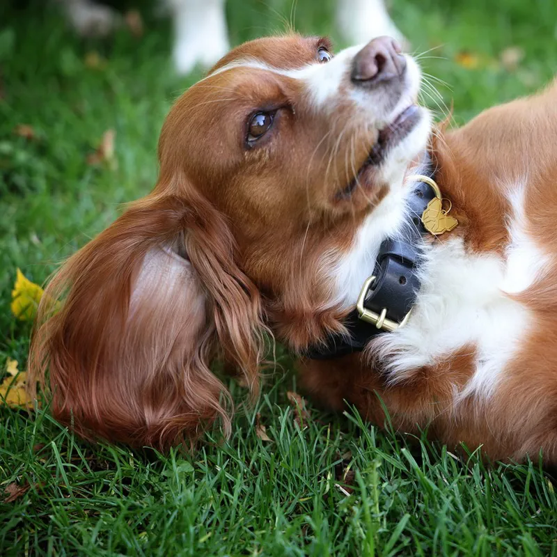 Digby and Fox Braided Dog Collar - Brown-3