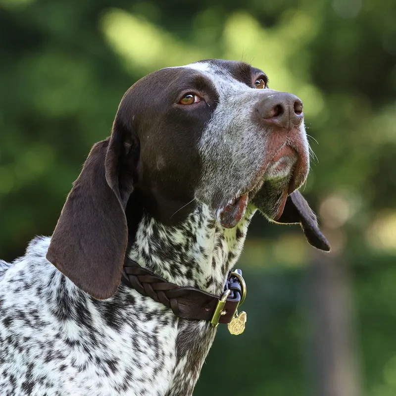 Digby and Fox Braided Dog Collar - Brown-6