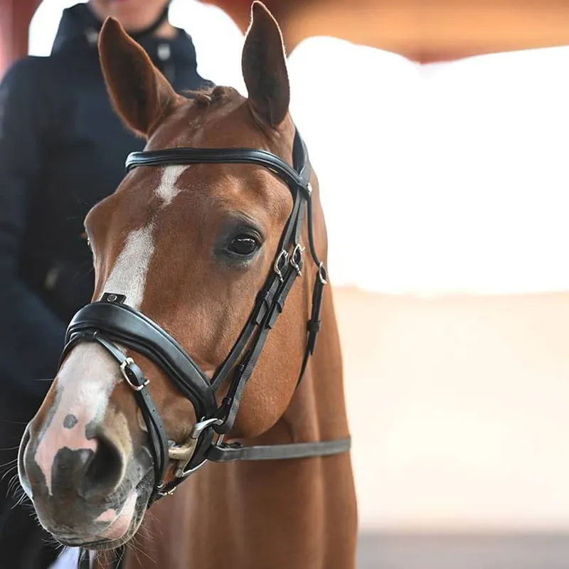 Antares Precision Large Crank Noseband Anatomic Bridle - Black-2