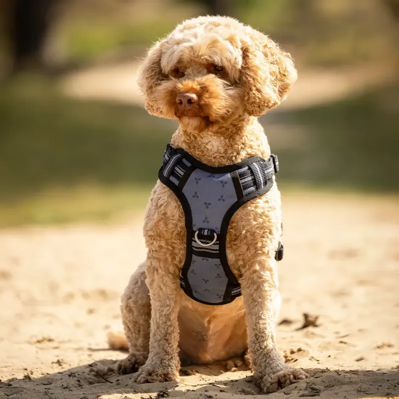 QHP Collection Dog Harness - Misty Blue-2
