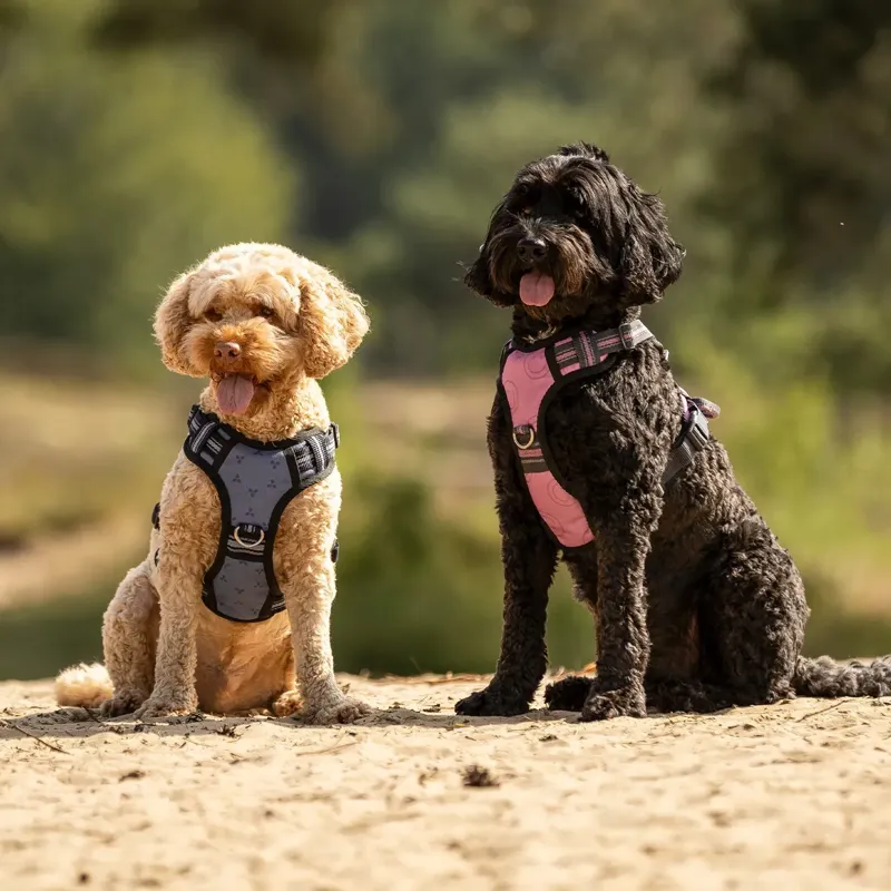 QHP Collection Dog Harness - Misty Blue-6