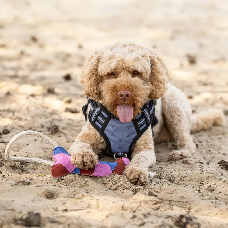 QHP Collection Dog Toy - Multi-1