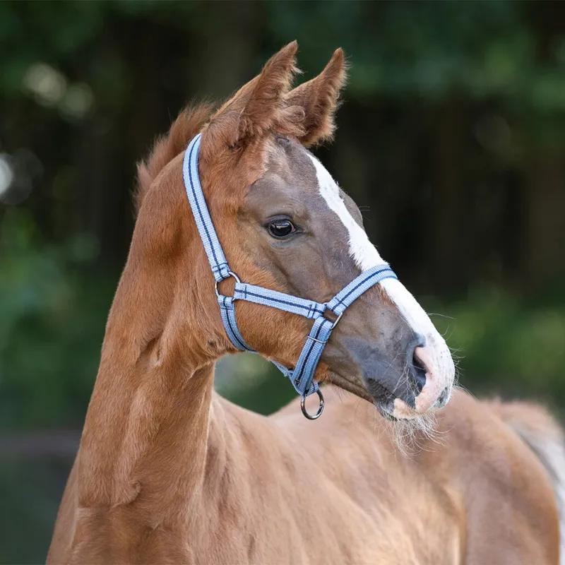 QHP Foal Collection Halter - Country Blue-1