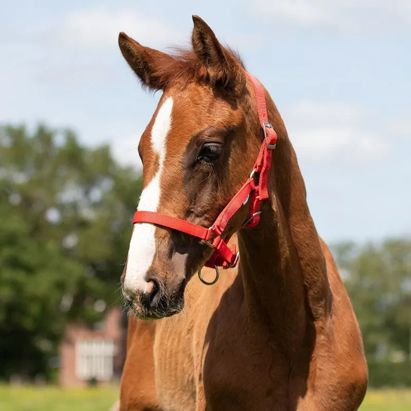 QHP Foal Halter - Red-1