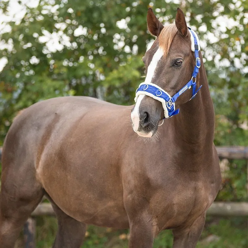 QHP Fleece Lined Lunging Cavesson - Cobalt Blue-1