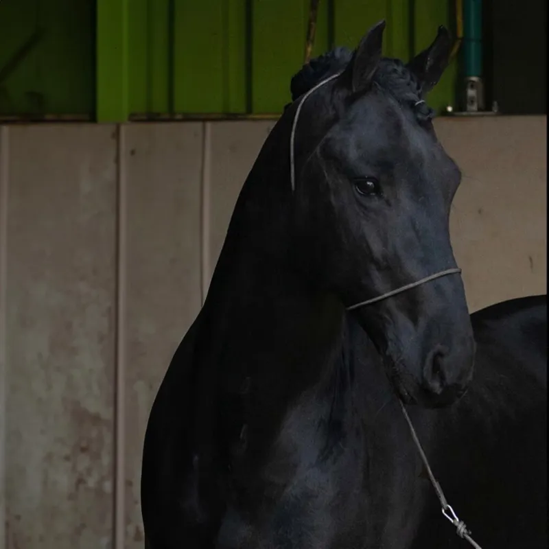 QHP Photography Rope Halter - Black-1