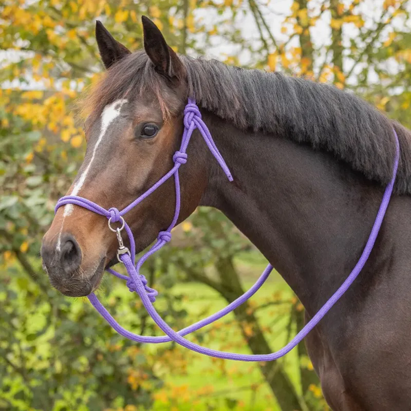 QHP Color Rope Halter with Reins - Passion Flower-2
