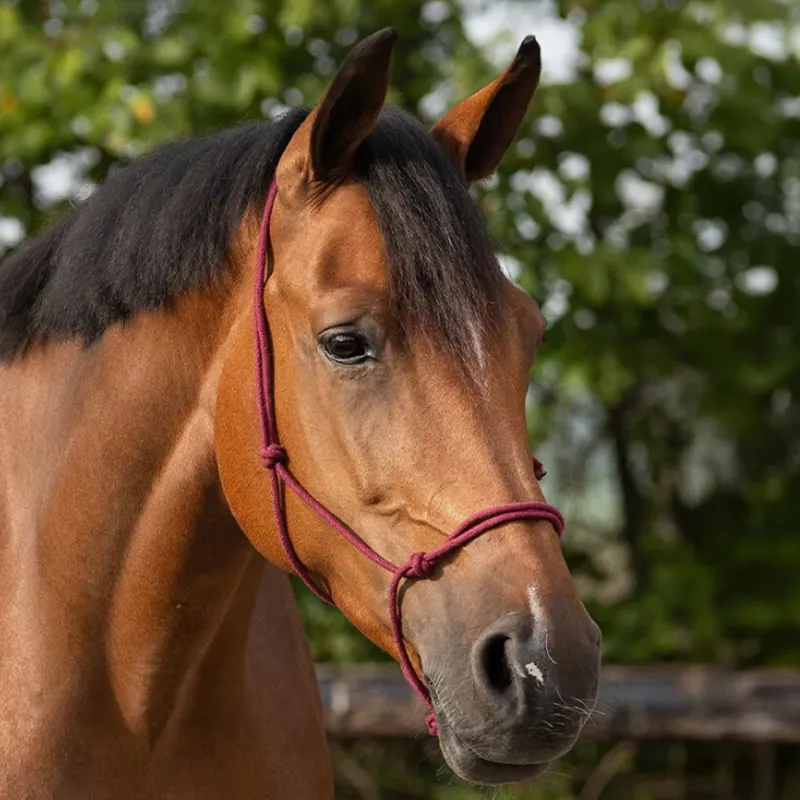 QHP Basic Rope Halter - Burgundy-1