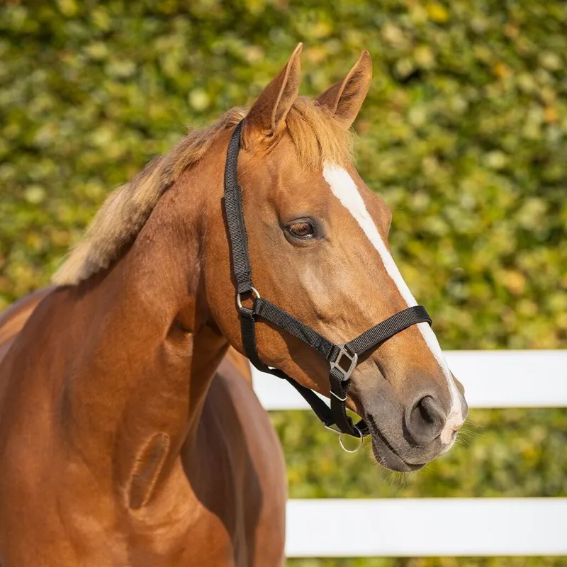 QHP Safety Lined Halter - Black-4
