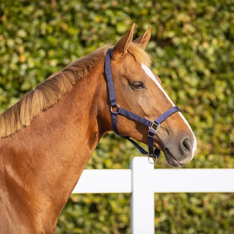 QHP Safety Lined Halter - Blue-2