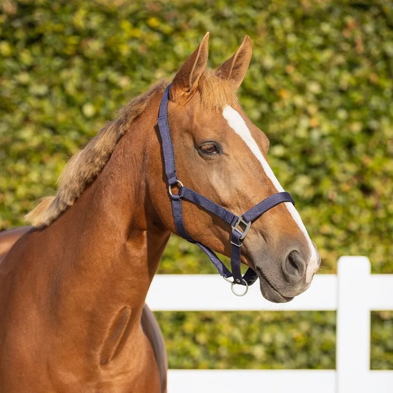 QHP Safety Lined Halter - Blue-3