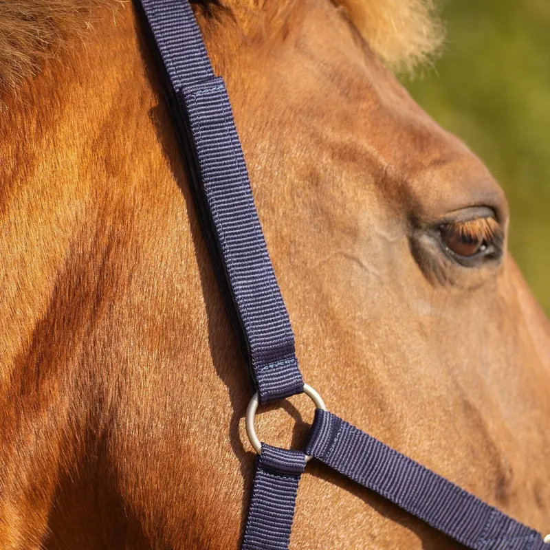 QHP Safety Lined Halter - Blue-4
