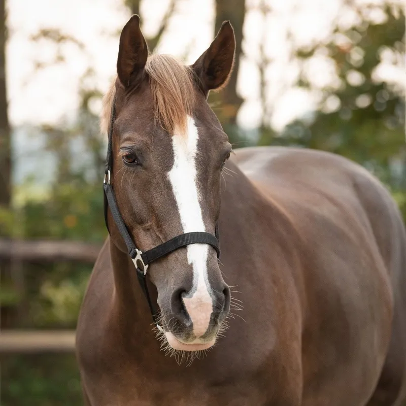 QHP Slide Halter - Black-1