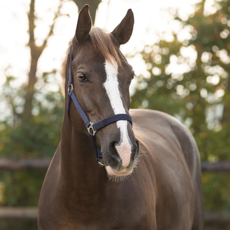 QHP Slide Halter - Blue-1