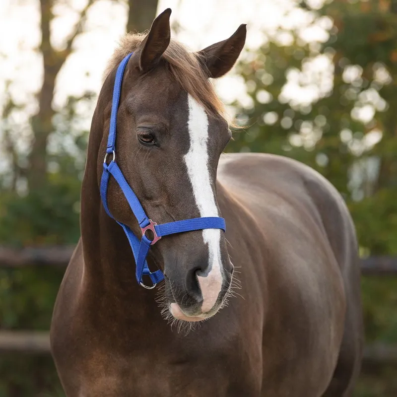 QHP Slide Halter - Royal Blue-1