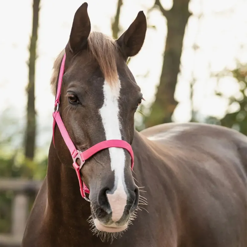 QHP Slide Halter - Fuchsia-1