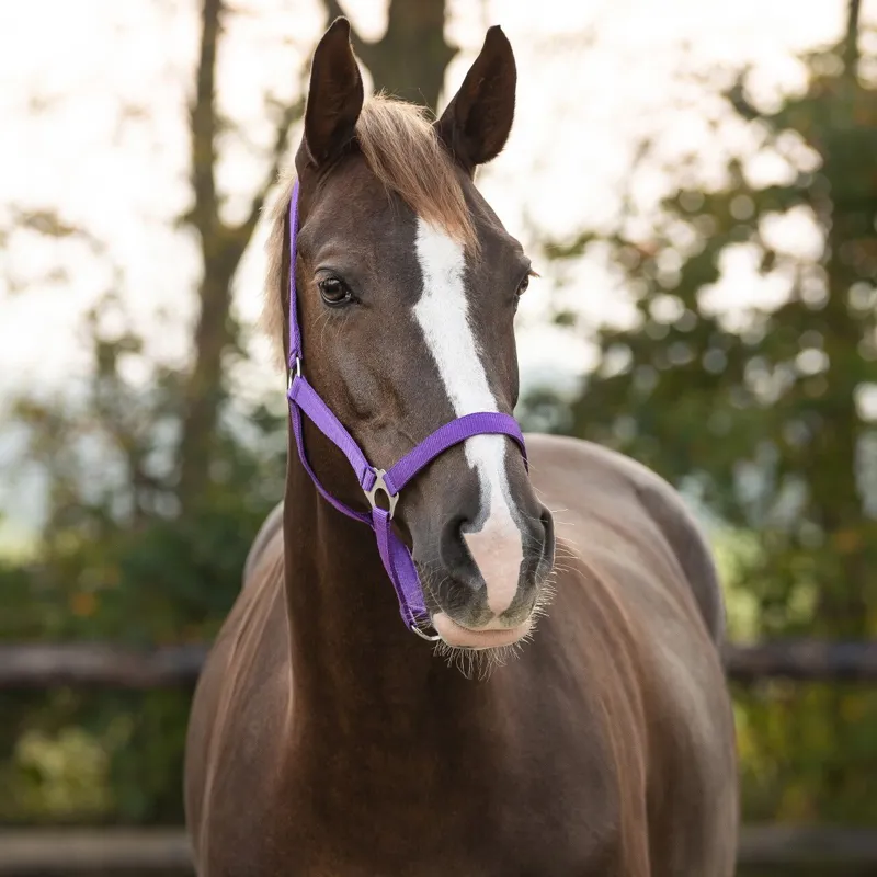 QHP Q Essentials Slide Halter - Passion Flower-1