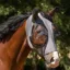 QHP Super Bug Fly Mask - Gray