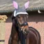 QHP Easter Bunny Novelty Horse Ear Bonnet - Grey