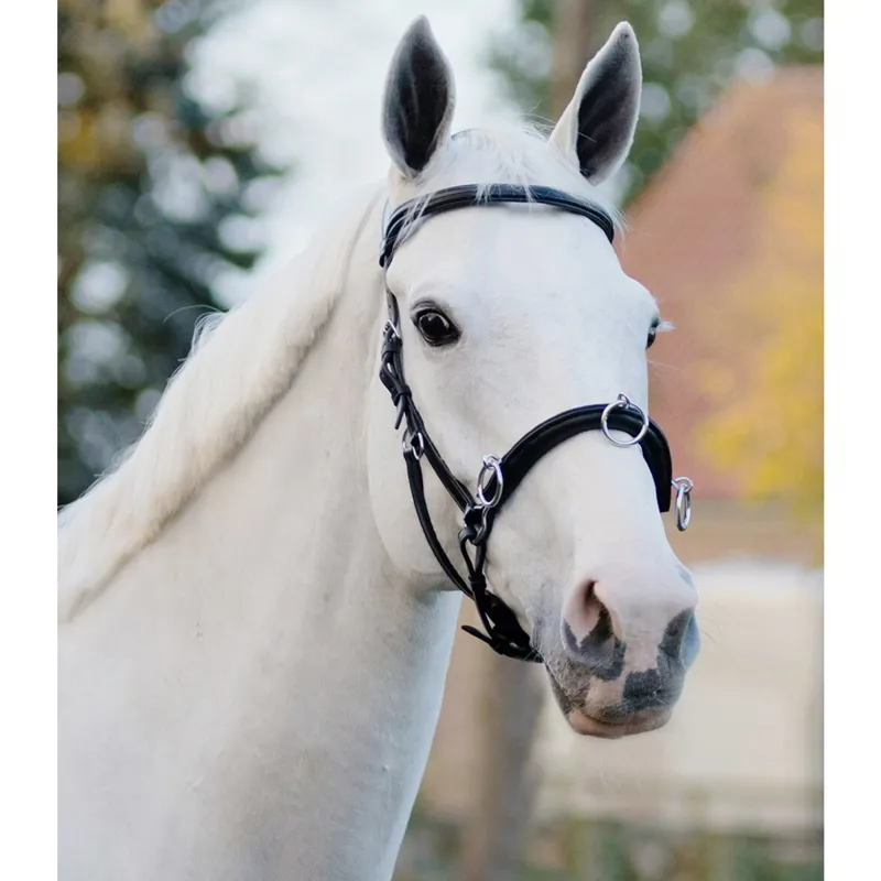QHP Leather Anatomical Lunging Cavesson - Black-2