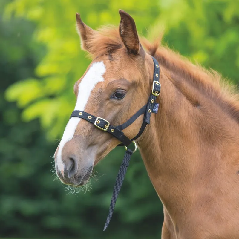 ARMA Foal Halter - Black