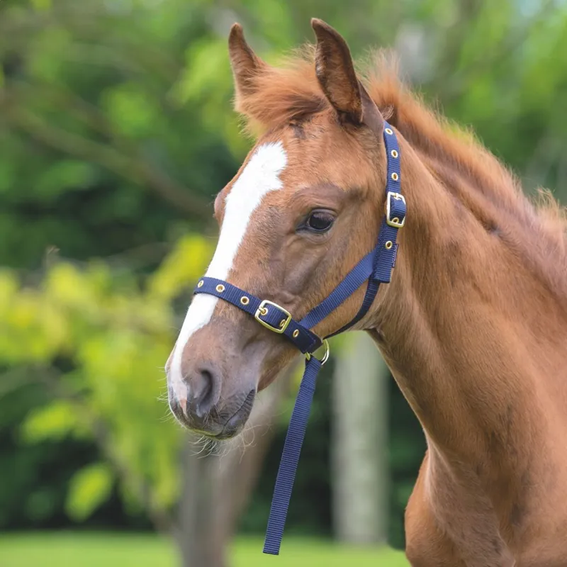 ARMA Foal Halter - Navy