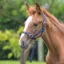 ARMA Foal Halter - Navy