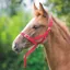 ARMA Foal Halter - Red