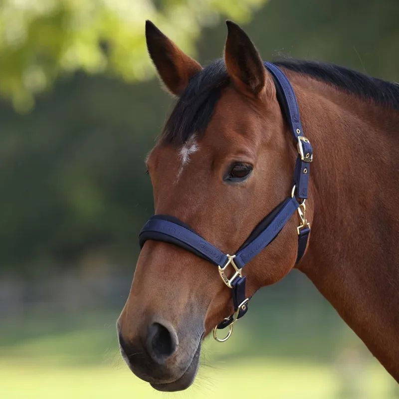 ARMA Padded Halter - Navy-1