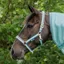 Bucas Dublin Halter - Turquoise
