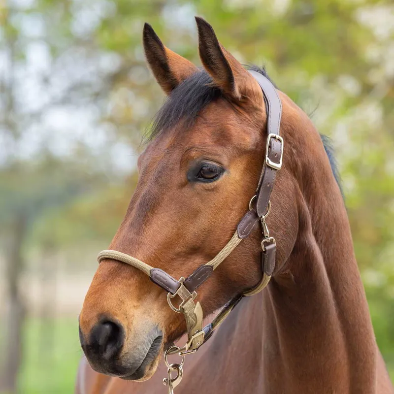 Covalliero Cordano Lux Halter - Walnut-1