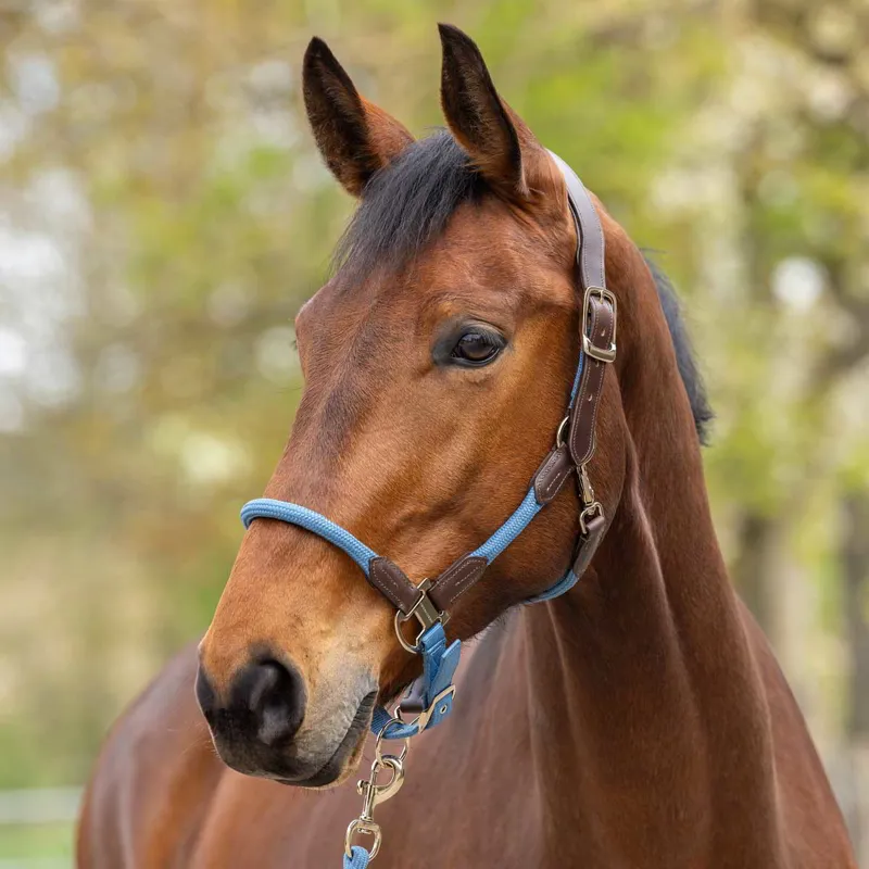 Covalliero Cordano Lux Halter - Smoked Blue-1
