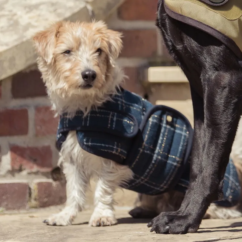 Eskadron Heritage Boucle Dog Coat - Navy-1